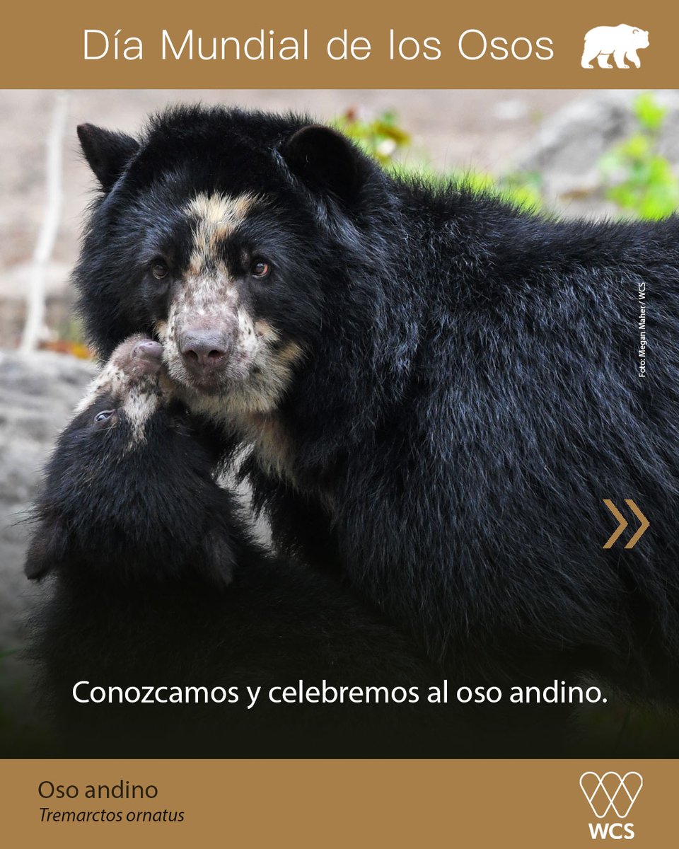 WCS Colombia 💚 tweet media