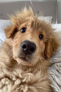 Good morning! Waking up with major bedhead! 😂 Mostly cloudy🌥 and 36 today. The very best days are the ones where nothing big happens, but your heart feels full. Wishing you a great hair day! May God's blessings and mercies be with you.  ❄️🌬🙏🏻🕊🧥🧤☕️❤️