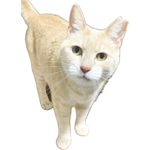 さっき撮ってiPhoneのステッカーに登録した猫を共有します🐈