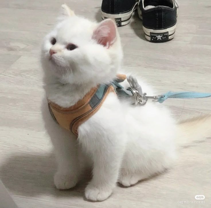 StarsSunshine_'s tweet image. RT @nekocatts: