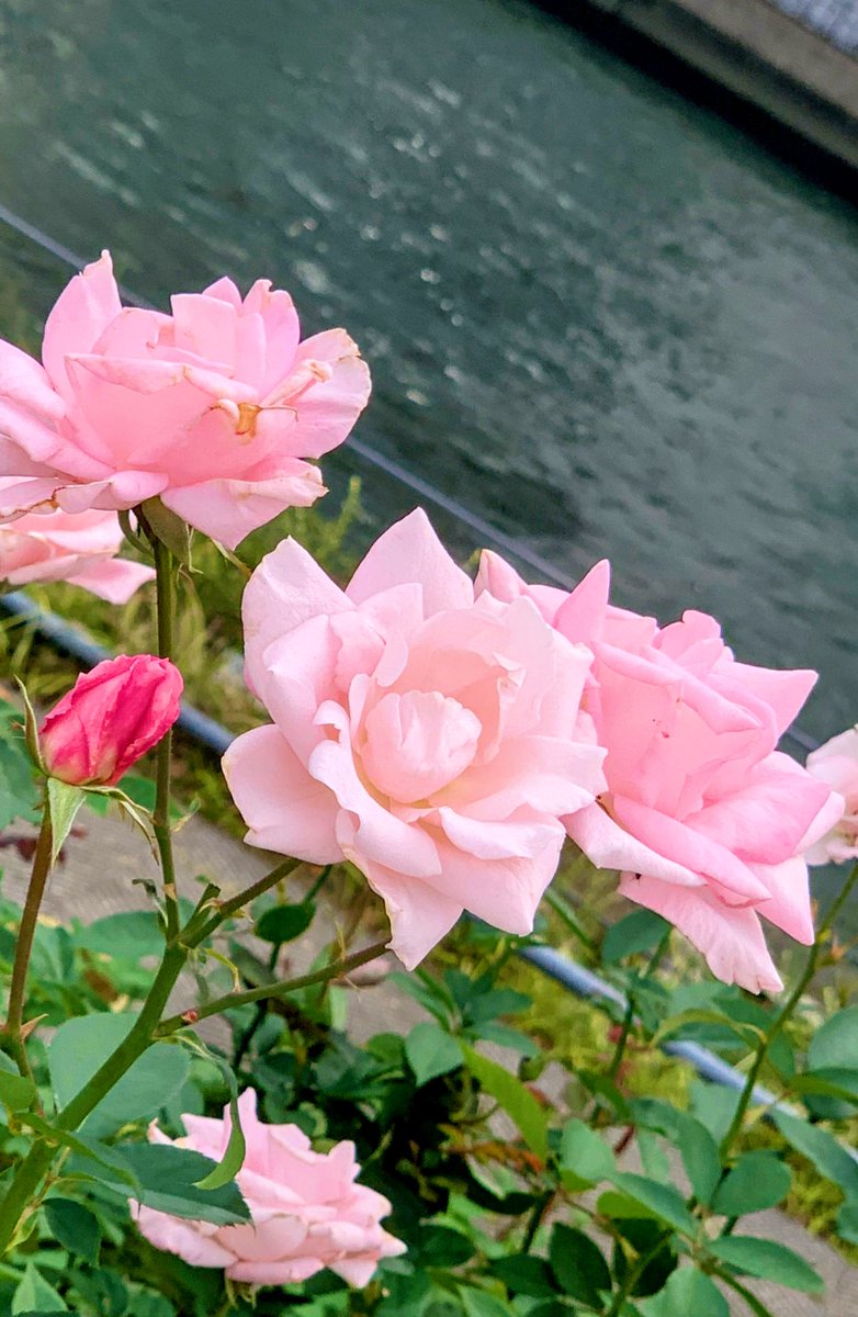 水辺に優しさ色のバラ✨ ホッとひと息つきましょう…✨ (桜貝