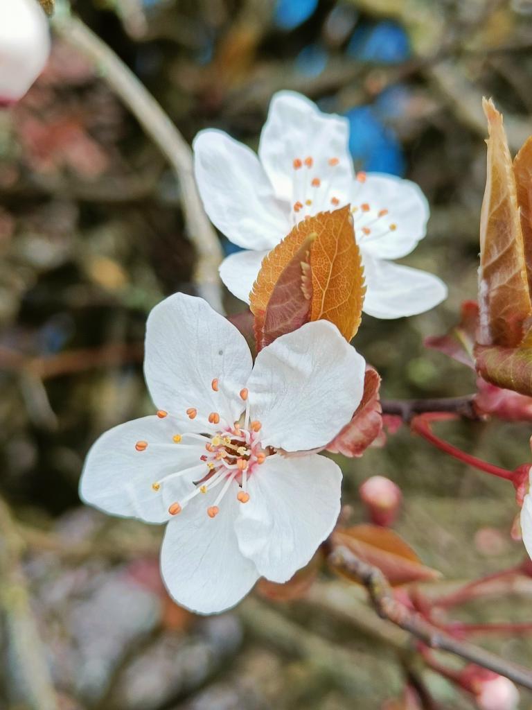 Still no sign of the sun but the Cherry Plum is finally beginning to bloom in our local hedgerows, my few walks will start to get brighter from now on ❤️
#walking #flowers #MentalHealth