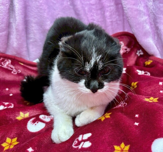 しあわせにゃんこ (@shiawasenyan_22) / Posts / X