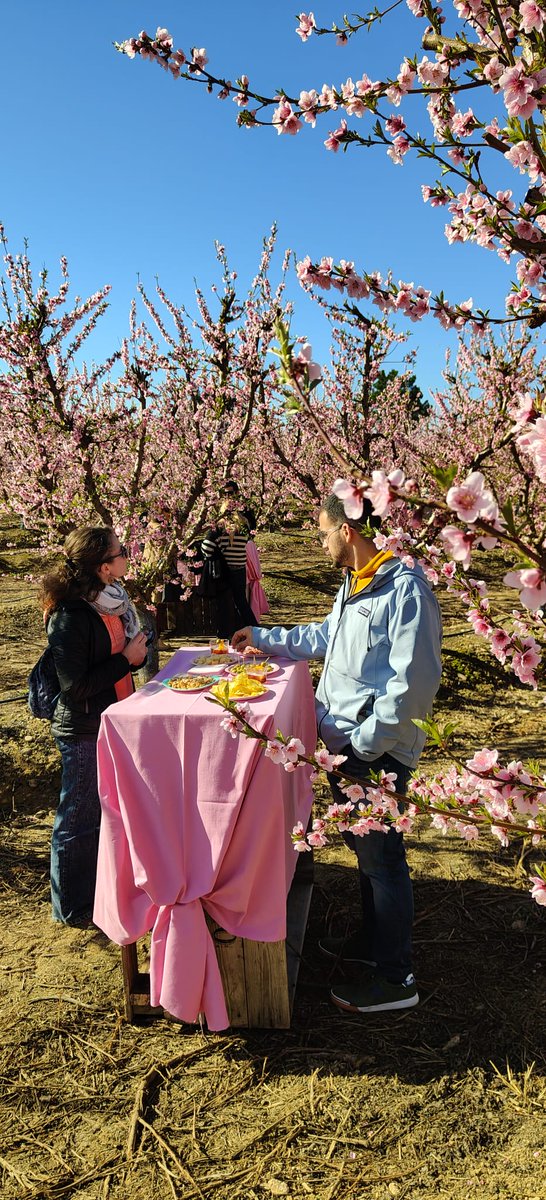 Fruiturisme's tweet photo. 🟢Així es viu als camps en flor 🌸🌸 d'Aitona el primer vermut🍷 florit de la temporada.
#gràcies a tothom qui ens ajuda a fer-ho possible, a totes les persones qui heu volgut gaudir d'aquesta primera experiència.
Recorda que les visites al mar rosa comencen el 2️⃣8️⃣ de febrer. https://t.co/F03jbDT2SQ
