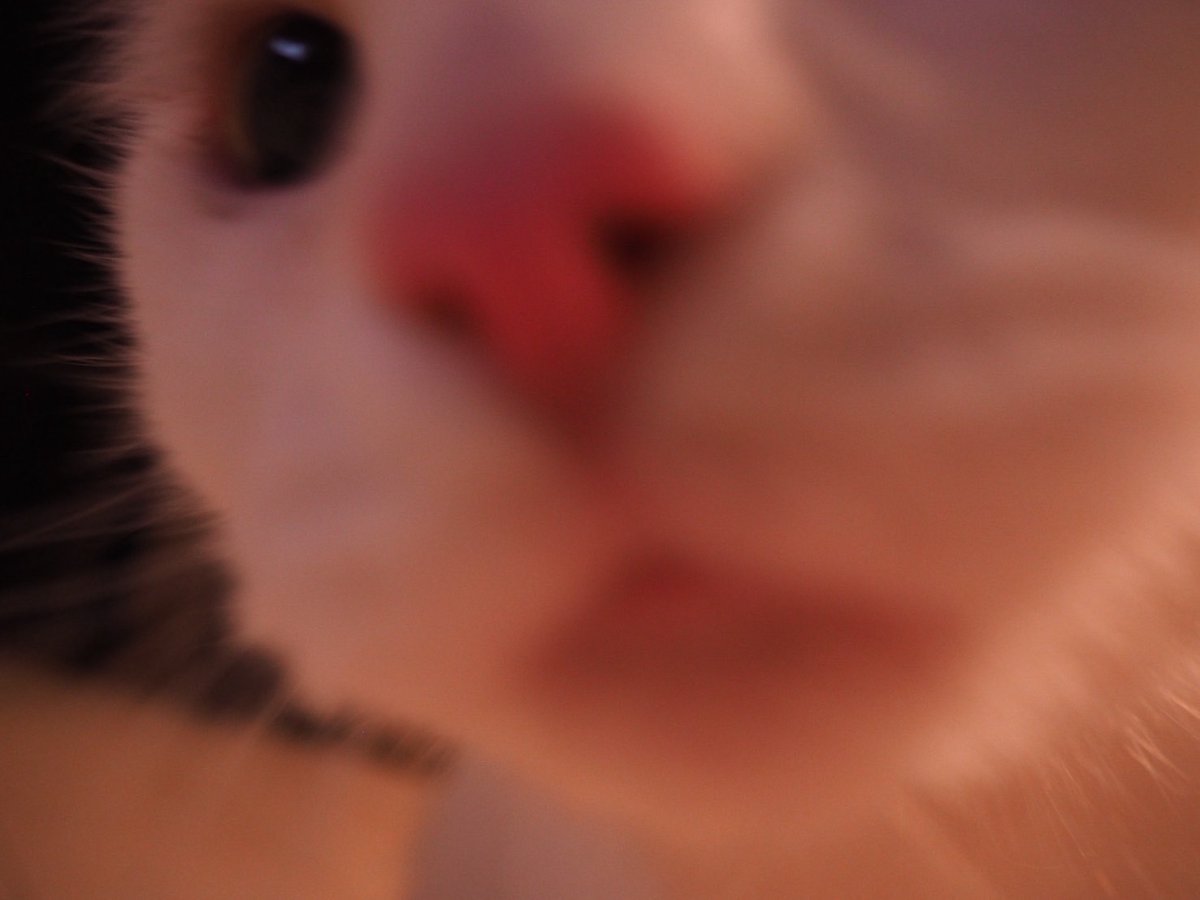 Tokyo Rockets tweet media