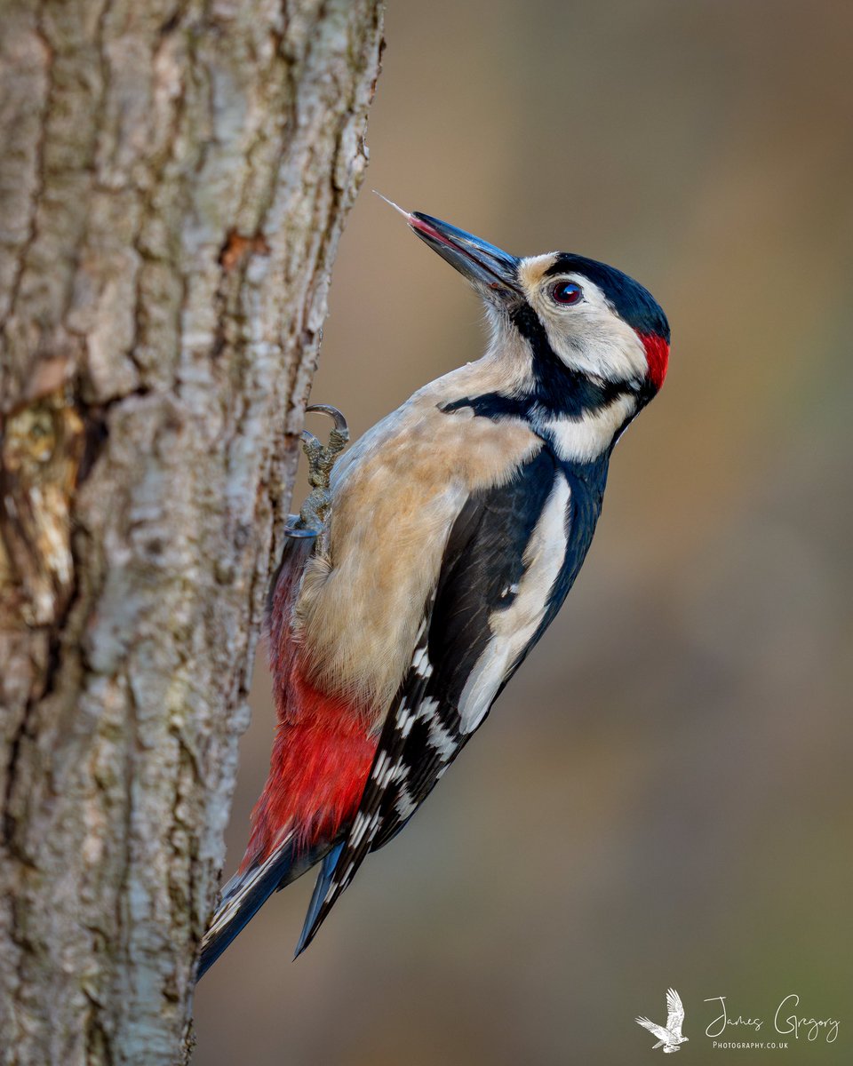 James Gregory Wildlife Photography tweet media