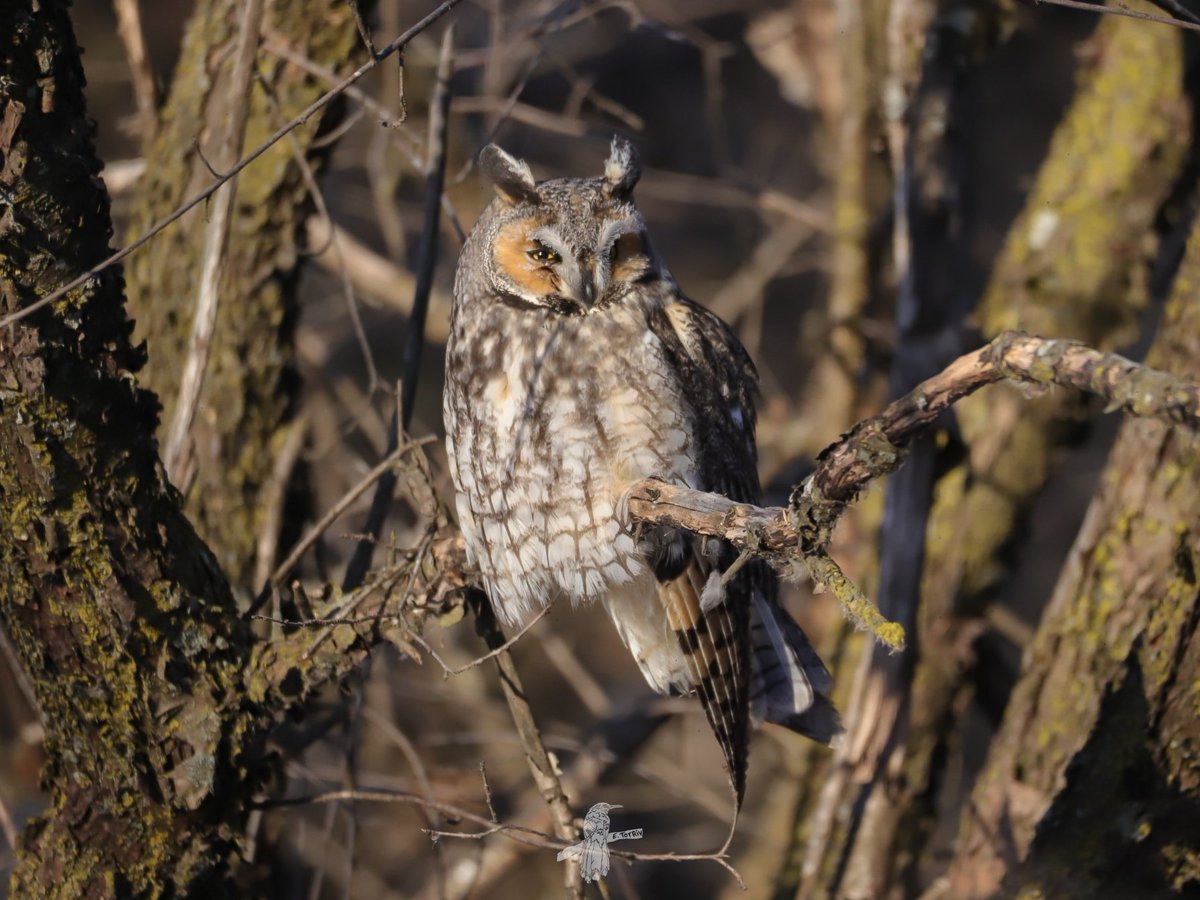 Long-eared Owl
Asio otus

📍 Minnesota , USA 🇺🇸

#BirdsSeenIn2026  #birding #birdwatching #birdphotography #eBird
