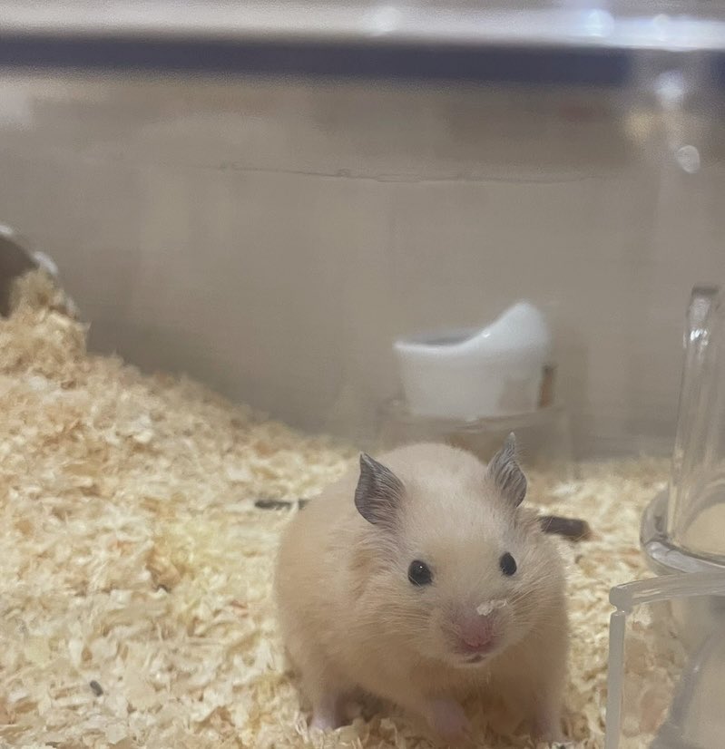 jooo831's tweet image. #突然TLに現れるハムスターの赤ちゃん
お迎えしたばっかりの時🥹ちいこい