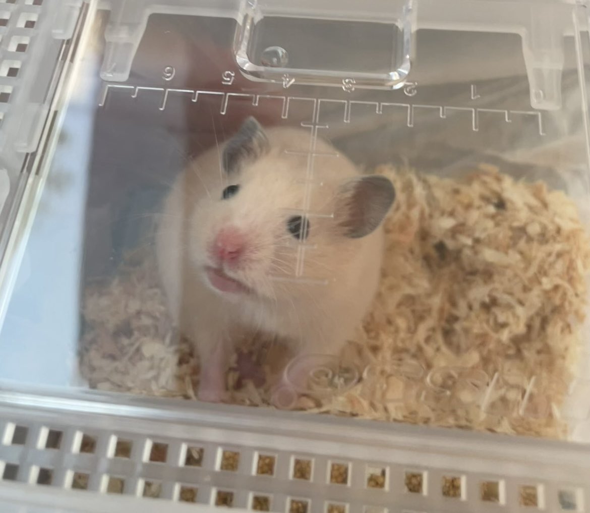 jooo831's tweet image. #突然TLに現れるハムスターの赤ちゃん
お迎えしたばっかりの時🥹ちいこい