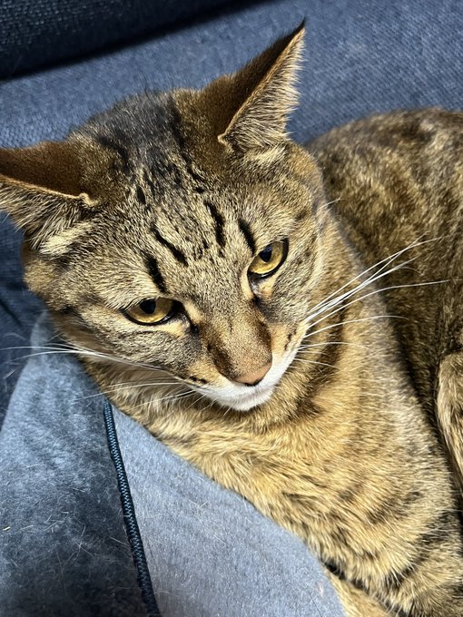 とりあえず新規様が引かないように、ウチの実家の猫たちでアカウント浄化しとくか…… 