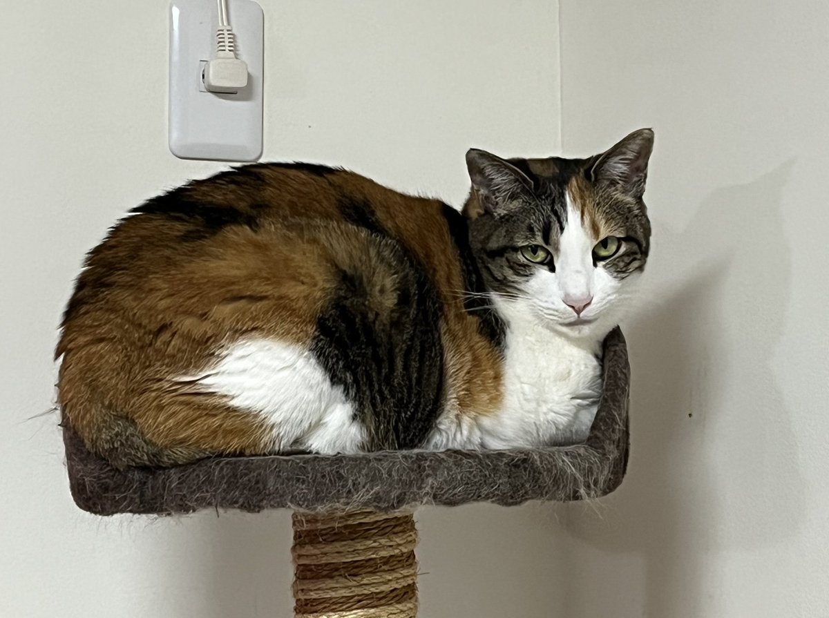 とりあえず新規様が引かないように、ウチの実家の猫たちでアカウント浄化しとくか…… 