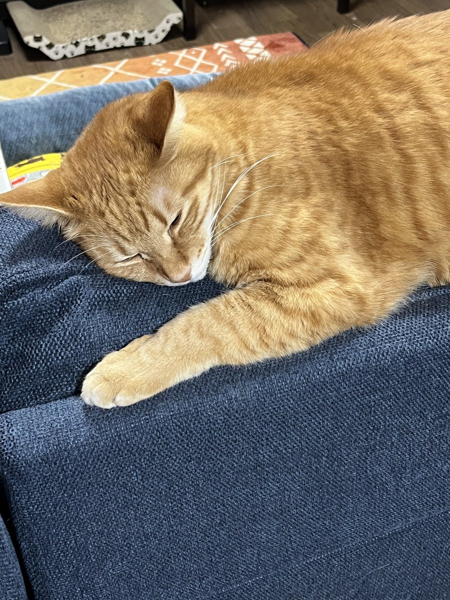 とりあえず新規様が引かないように、ウチの実家の猫たちでアカウント浄化しとくか…… 