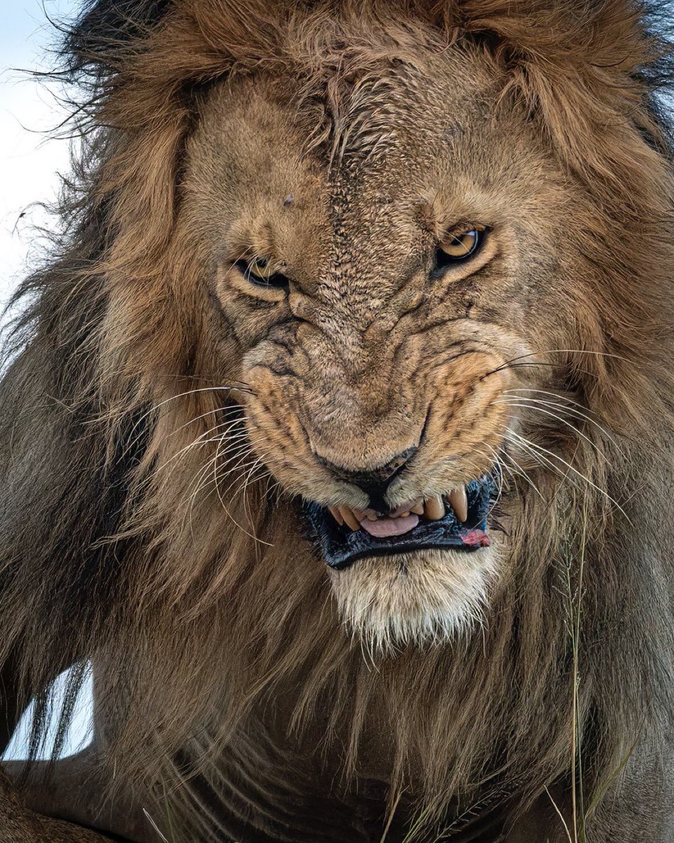 Biologia Braba tweet media