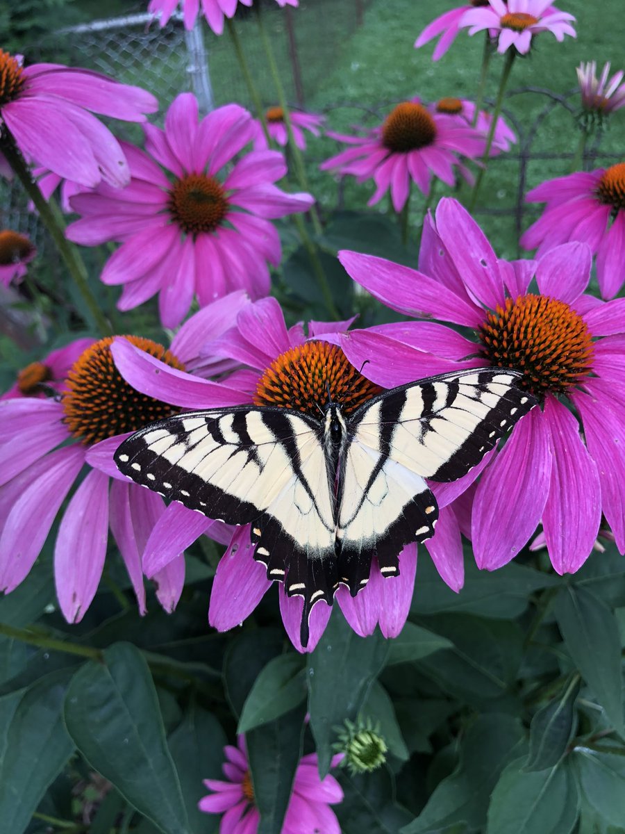 <a href="/Laura2Mustang/">𝑀𝓊𝓈𝓉𝒶𝓃𝑔𝐿𝒶𝓊𝓇𝒶𝟤</a> <a href="/Para_Bellum666/">OldMonkey 🇺🇸🇲🇫🇨🇦</a> <a href="/RedTsunami77/">🇺🇸Bandit0077🇺🇸</a> <a href="/Justincaseivn/">Justin Case</a> <a href="/masculine_0rder/">Masculine Order</a> <a href="/The_Bubbadude/">The BubbaDude</a> <a href="/enoch2_elijah/">Your choice</a> <a href="/ib4freespeech/">Segeant Major (Retired) Harvey 🇺🇸</a> <a href="/Playteaux1/">Playteaux</a> <a href="/GunsAddict/">Guns Addict 🇺🇲🇮🇱</a> <a href="/Vin_cent00/">Life🤷‍♂️</a> <a href="/LoneStarHerald/">The Lone Star Herald</a> <a href="/Highwayman75djm/">Danny in Texas 🇺🇸🇺🇸🇺🇸</a> <a href="/DanLoftis2/">Dan Loftis</a> <a href="/CKirkermit/">Charlie Kirkermit</a> <a href="/EagleEyes39536/">EagleEyes</a> <a href="/JusticeGanesh/">Justice for Dr.G 🇺🇸</a> <a href="/Sagger08/">Patrick</a> <a href="/texashoosiers2/">T Miller</a> <a href="/SheriNetz1/">Sheri Netz 🕊</a> <a href="/CharlyMcLeod/">Charly McLeod 🏴‍☠️🦅 🏴‍☠️🦅</a> <a href="/magamike4547/">MAGA MIKE🇺🇸</a> <a href="/CaessyM/">💙🇺🇸💙🇩🇪💙CaessyAndAmanda💙🇬🇧💙🇧🇻💙🦅♱✡️</a> <a href="/mkotts_nary/">Mary Otts ™️</a> <a href="/joa23386/">SouthernNana</a> <a href="/_rockytop_biker/">The Original Grey Beard Biker™ (Michael)</a> <a href="/GabiNga1/">Gabi🌻</a> <a href="/walter_jan93509/">JAN WALTER</a> <a href="/Adam_Vardan_/">Savage 🦅American 🇺🇸</a> <a href="/MichaelNix7314/">Michael Nix</a> <a href="/LUVZ737777/">LUVZ737</a> <a href="/BlueMarlin47/">BlueMarlin47</a> <a href="/dunky_gers9/">dunky.rfc</a> <a href="/LindaNTx/">🐝 Linda</a> <a href="/Bagel69er/">🇺🇸🇺🇸🇺🇸Bagel Colorado❤️🤍💙</a> <a href="/Wolfways44/">Wolfways 🇺🇸🐺</a> <a href="/PURE_BL00D2/">💥⚜️ S I G ⚜️💥</a> <a href="/onesmallvoice/">OneSmallVoice 🇺🇸🇺🇸🇺🇸</a> <a href="/KrockofAges/">꧁𝓚𝓻𝓸𝓬𝓴𝓸𝓯𝓐𝓰𝓮𝓼꧂ 🏴󠁧󠁢󠁥󠁮󠁧󠁿🇬🇧</a> <a href="/SHERRYSLANE/">Sherry🌺</a> Good Morning Laura! 🥰 Thanks for the shout out! Have a great day everyone.🌷<a href="/Laura2Mustang/">𝑀𝓊𝓈𝓉𝒶𝓃𝑔𝐿𝒶𝓊𝓇𝒶𝟤</a>