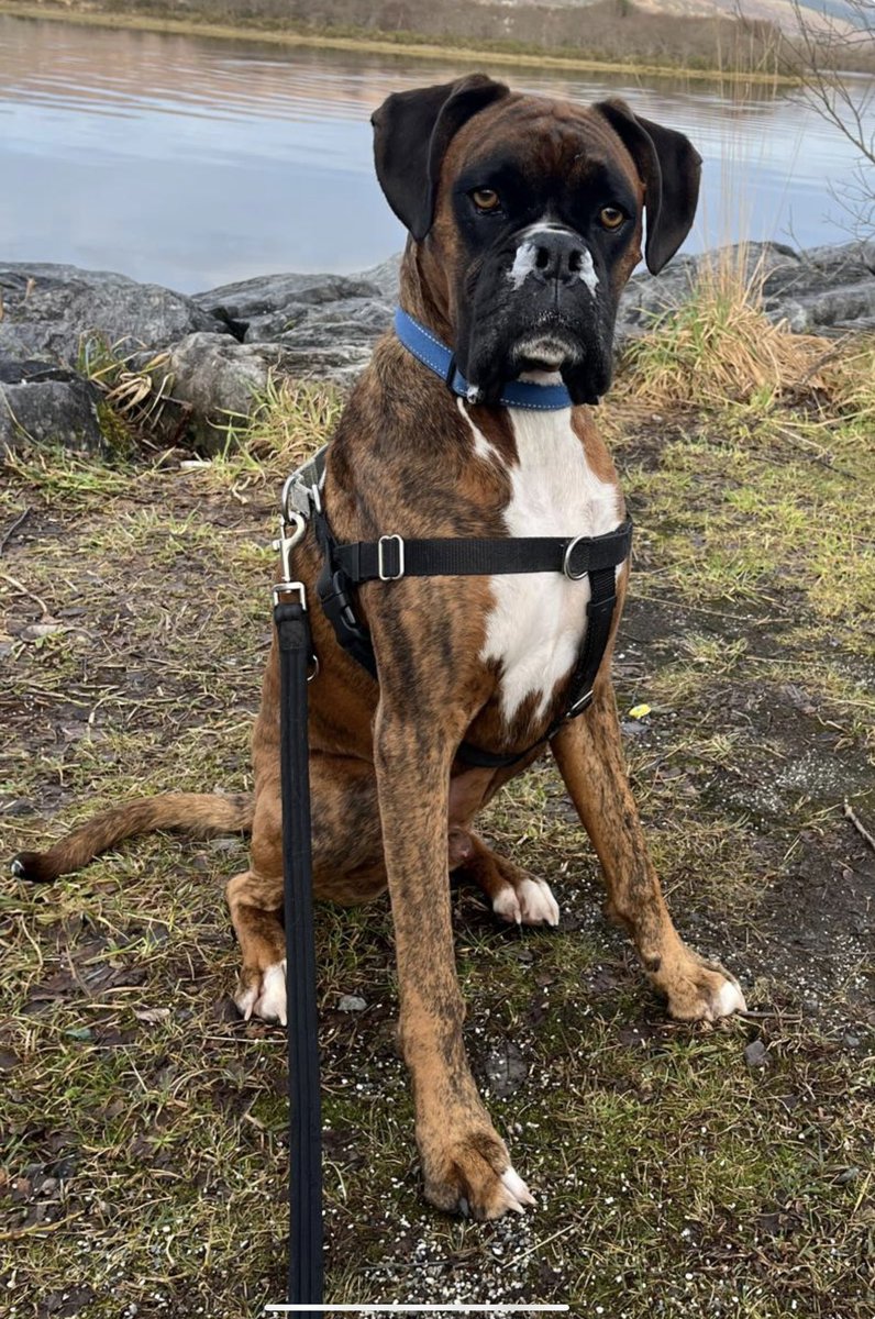 Becks Boxer tweet media