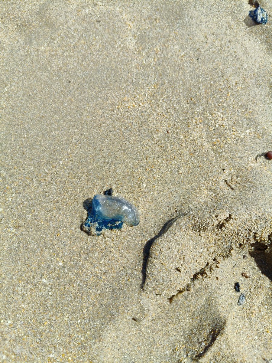 CECOPALSC's tweet photo. 🟣🟡 Hemos procedido a izar la bandera amarilla y la violeta, que señala presencia de fauna, debido a la aparición de carabelas portuguesas tanto en la Playa de Las Teresitas como en Las Gaviotas 📍@santacruz_ayto
#cecopal #seguridadciudadana #aytosc https://t.co/M1Px9DjNDm
