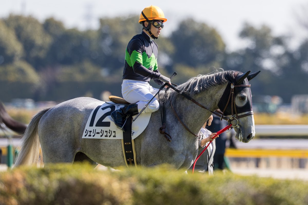 くろもも (@kuroromomota) / Posts / X