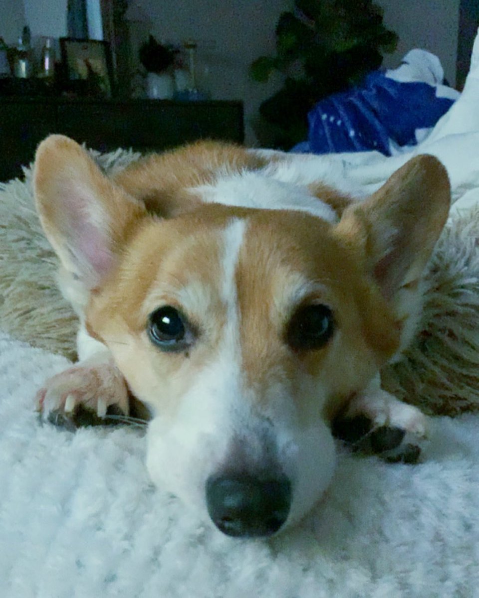 Team Corgi tweet media