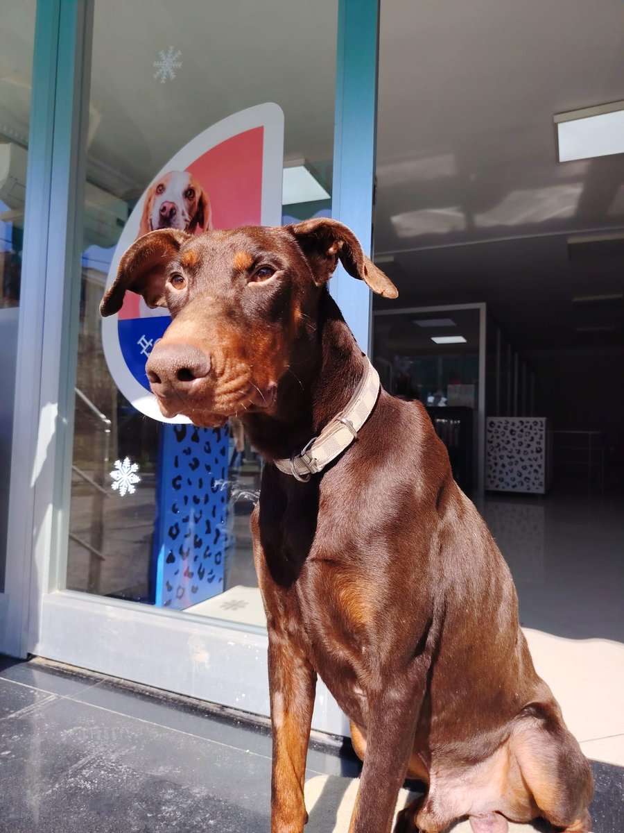 🚨ALEX YUVA ARIYOR🚨 3 yaşında kısır erkek doberman. Terk edilmiş bulunduğu klinik çip takmış. Kuyruğu kesik, kedilerle arası iyi. İstanbul tuzlada klinikte. İletişim 0553 634 05 04

İlanı yayarak yuvalanmasına yardımcı olur musunuz