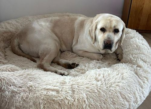 Hallo, ich bin Daisy  und suche ein zu Hause! Kopie Labrador in Not
Labrador Retriever - Hündin
Geboren am: 14.03.2019
Kastriert/Sterilisiert: Nein
Am Samstag habe ich mein bisheriges Leben hinter mir gelassen. Viele Jahre kannte ich nur eines: das Leben als Zuchtmutti. Mehr