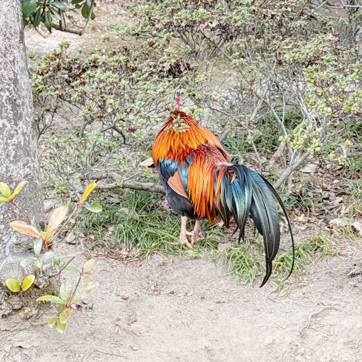 🍏🌸 こはぅ 🌸🍎 tweet media