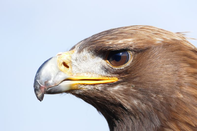 Kaiserzeiten's tweet photo. Die eigentlich großen Geister horsten, wie die Adler, in der Höhe allein.

Arthur Schopenhauer https://t.co/JPO9mcdKeU