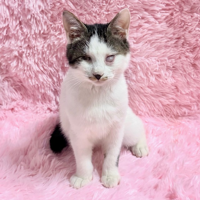 しあわせにゃんこ譲渡会inまいの間2月22日参加予定です♪ 里親募集中