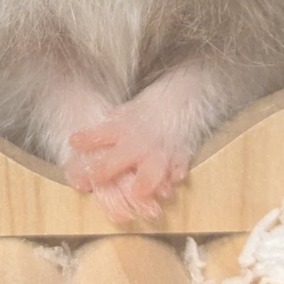 moruchang01's tweet image. 皆様のハムスターのご自慢のおてて見せてください🙇‍♀️