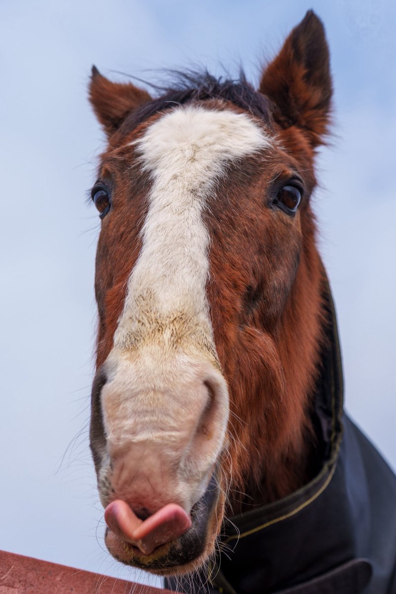 ドトウちゃんお久しぶり〜
だいぶモコモコしてるね
舌ハートかわよ

#メイショウドトウ (引退馬協会所属)
#ノーザンレイク 

※要見学予約