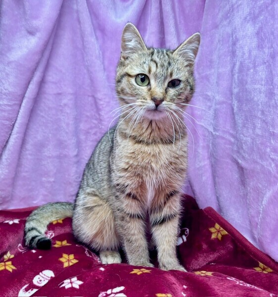 しあわせにゃんこ (@shiawasenyan_22) / Posts / X