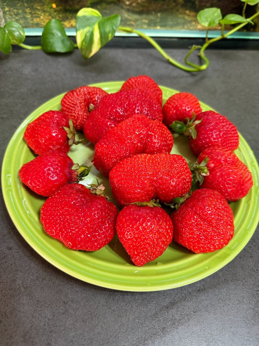 おうち晩ご飯

◎ステーキ🥩
◎豚ひき肉と大根パクチーの中華クレープ
◎🍓🍓🍓

#晩ご飯
#ロピア