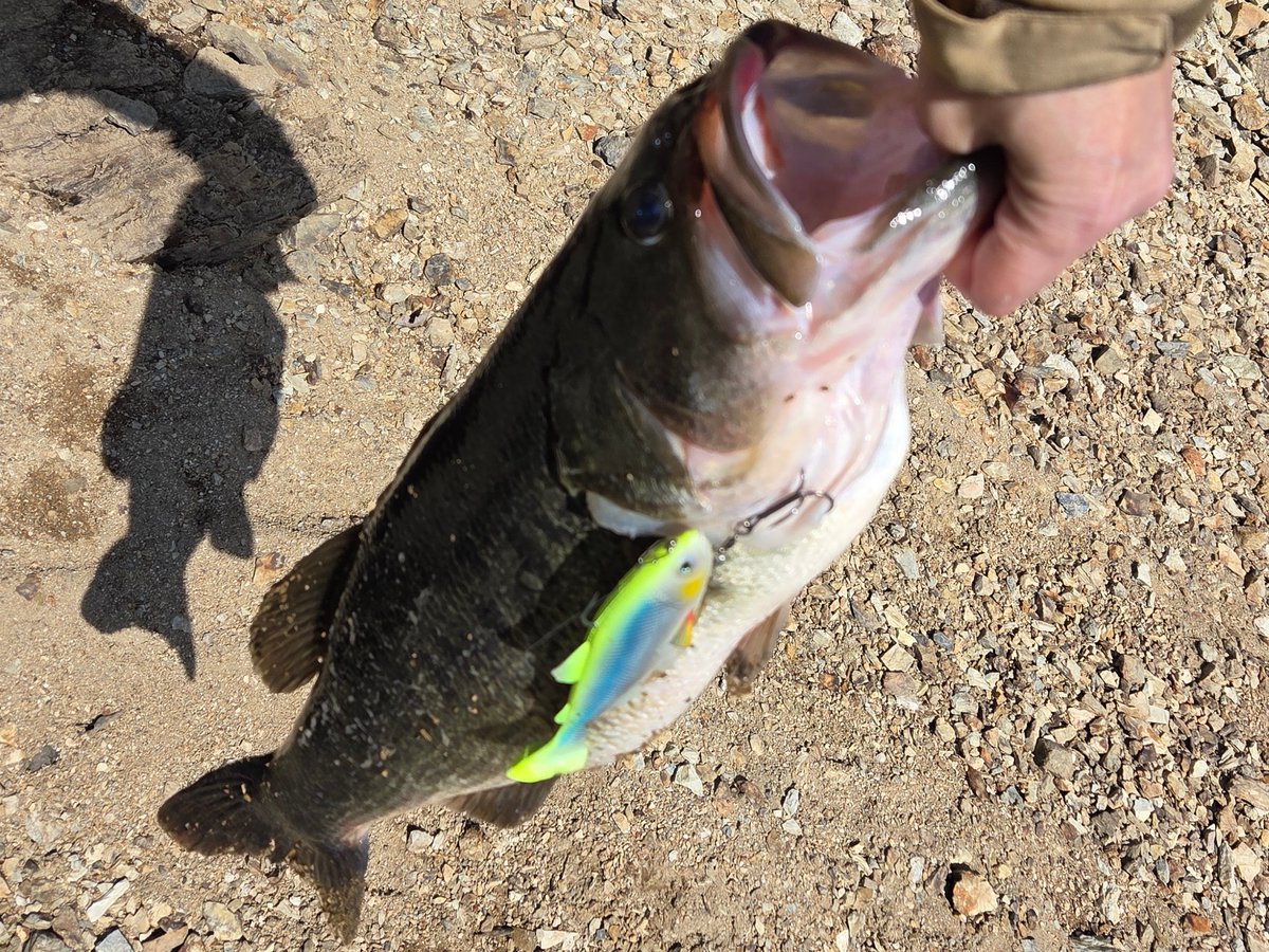 ふうりゅう tweet media