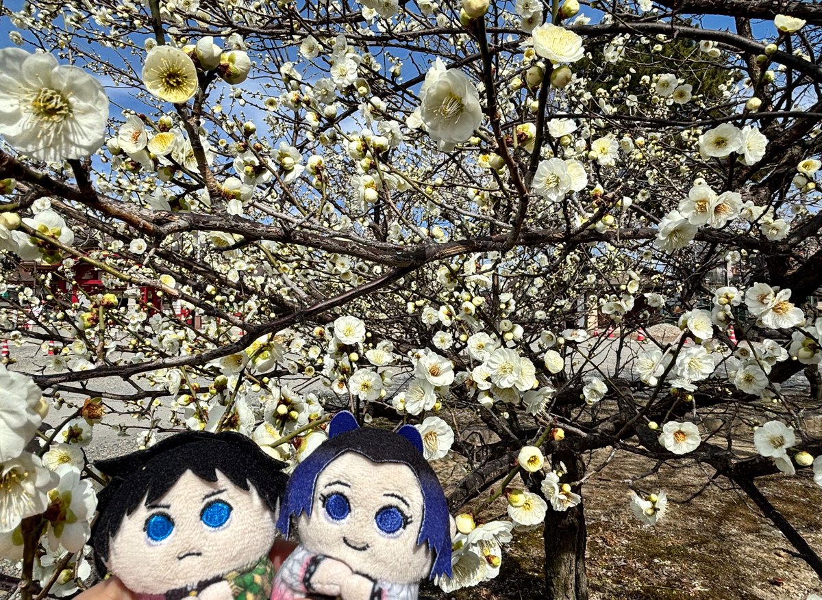 shimazo16's tweet photo. 久しぶりのお出かけ
梅の花が咲いていました https://t.co/YqKniAqC0X
