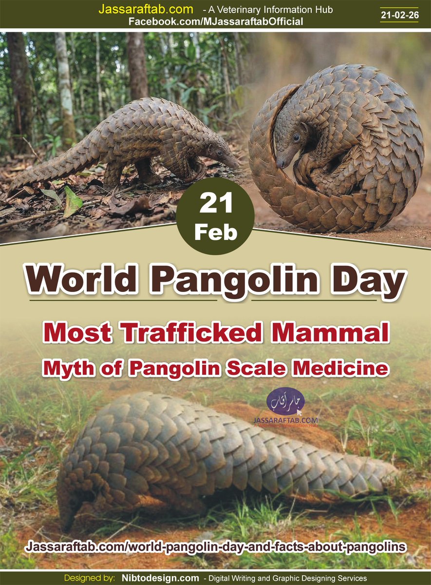 World Pangolin Day and important facts about Pangolins
jassaraftab.com/world-pangolin…
<a href="/SavePangolins/">Save Pangolins</a> <a href="/PangolinCrisis/">Pangolin Crisis Fund</a> <a href="/WWF/">WWF</a> <a href="/IUCN/">IUCN</a>