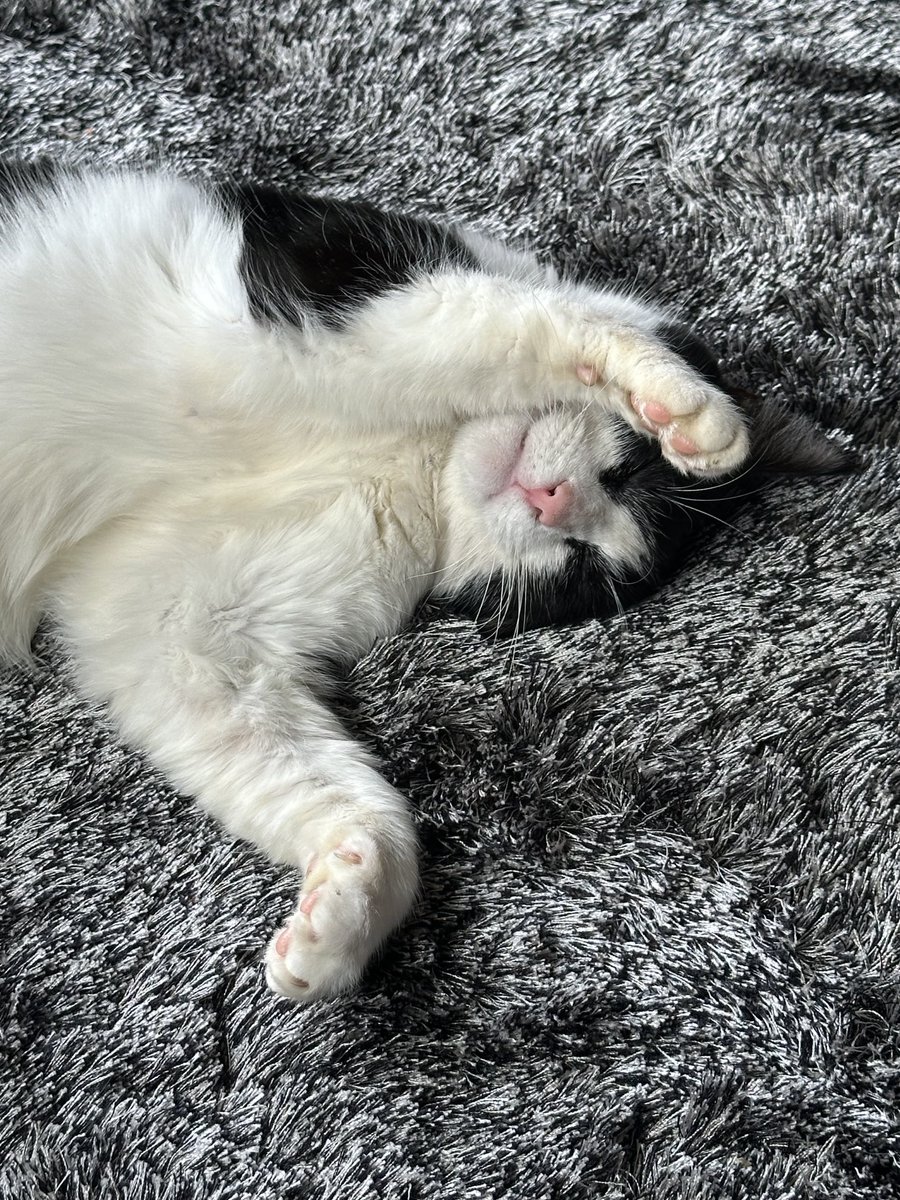 dropdutalon tweet media