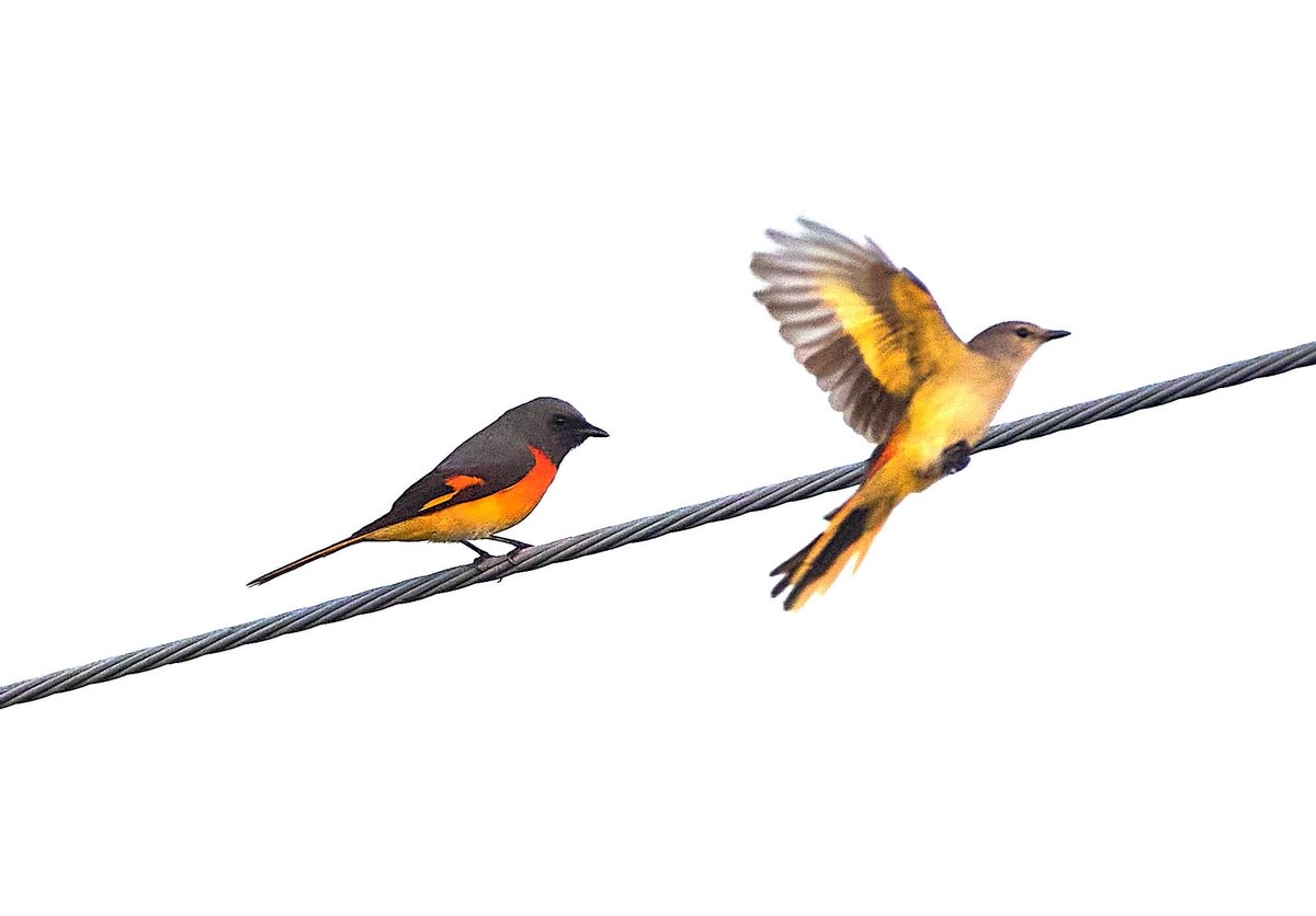 IntegralAnswers tweet media