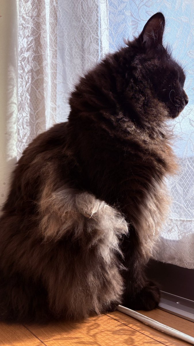 _toripppi's tweet photo. #猫の日
 #にゃんデレ https://t.co/ar7NaKFdaI