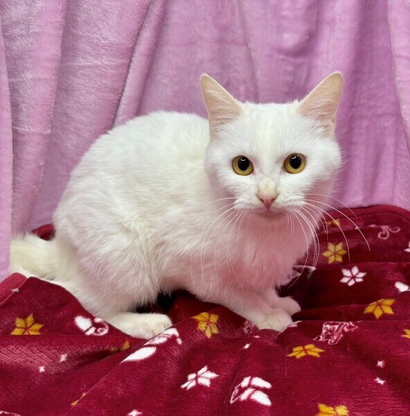 しあわせにゃんこ (@shiawasenyan_22) / Posts / X