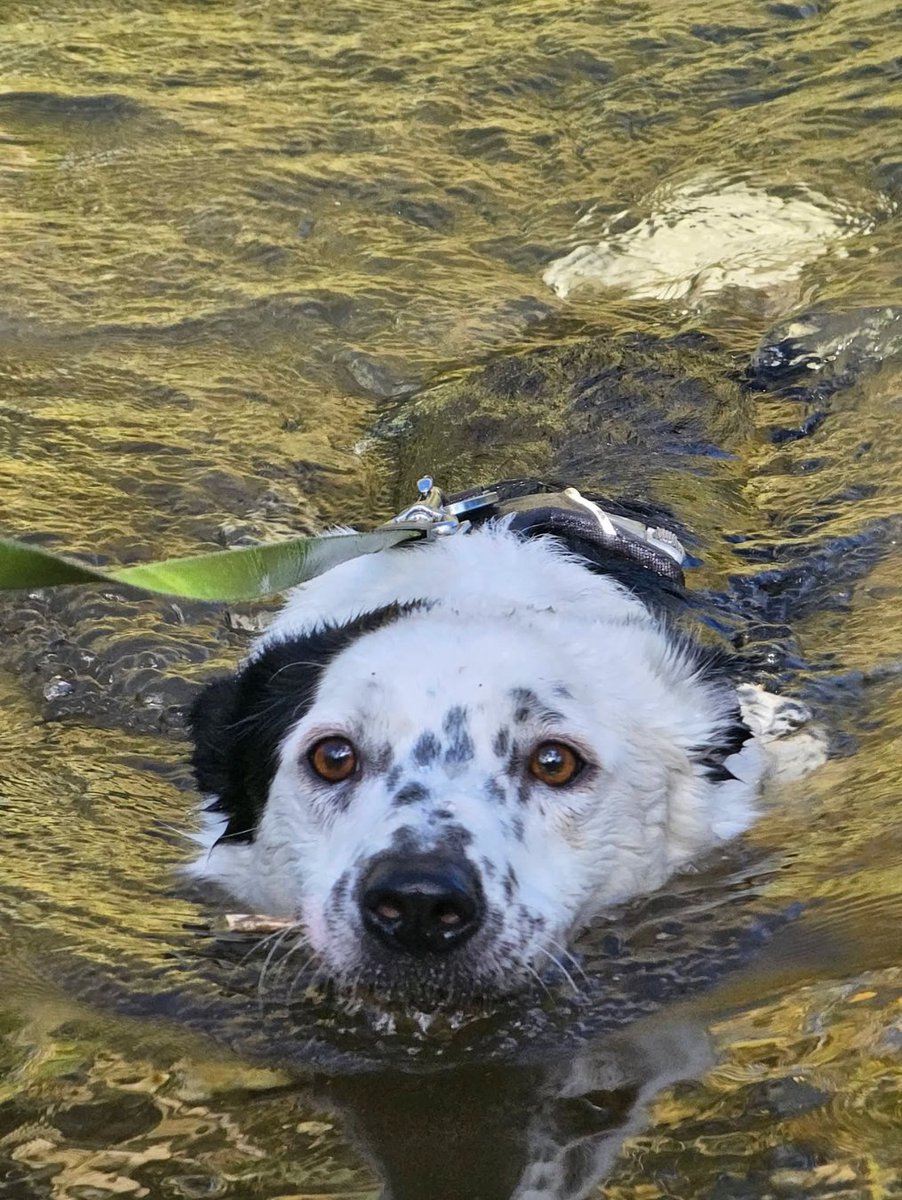 🏡 Success Story! 🏡 

Trek came into our care via our "Chance Of A Lifetime" scheme, which helps stray dogs find forever homes via our Rehoming Centres. 💛

Trek was a timid boy who found the big wide world a scary place, but with love and support he's truly blossomed.