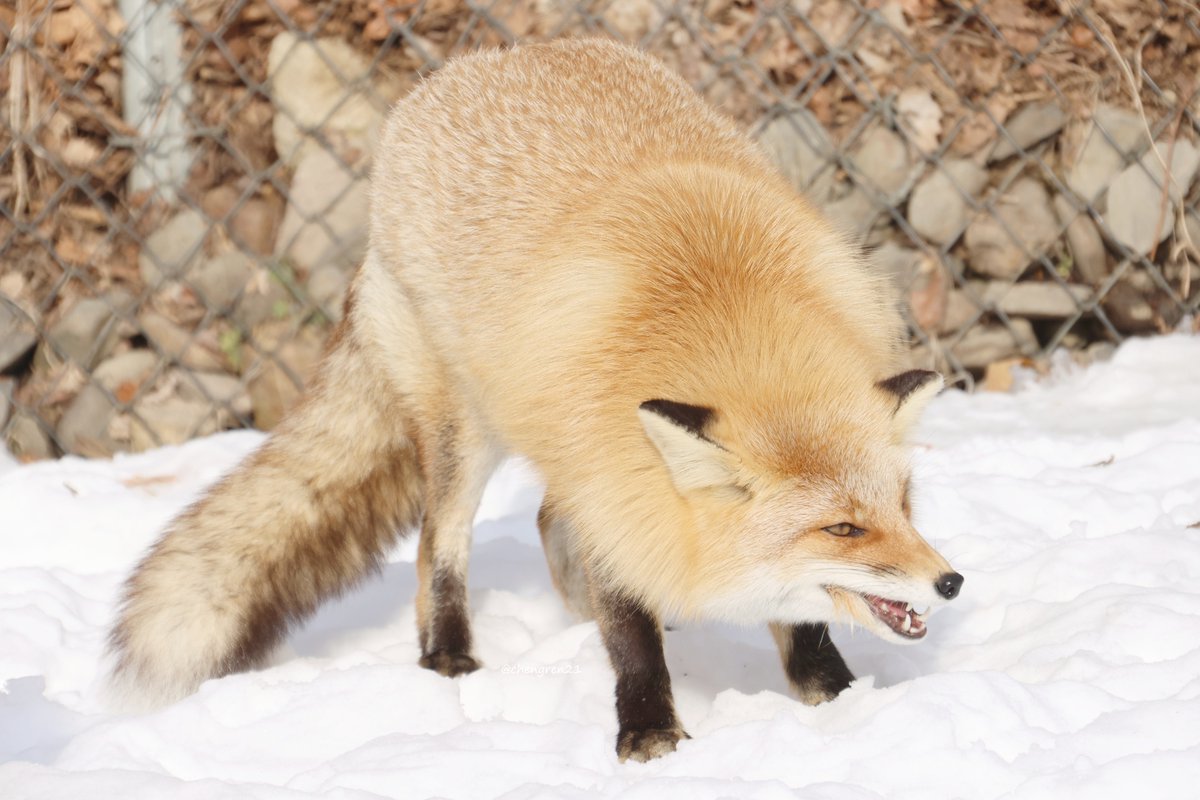 かさぶたむしった？ワイルドなナッちゃん #北きつね牧場