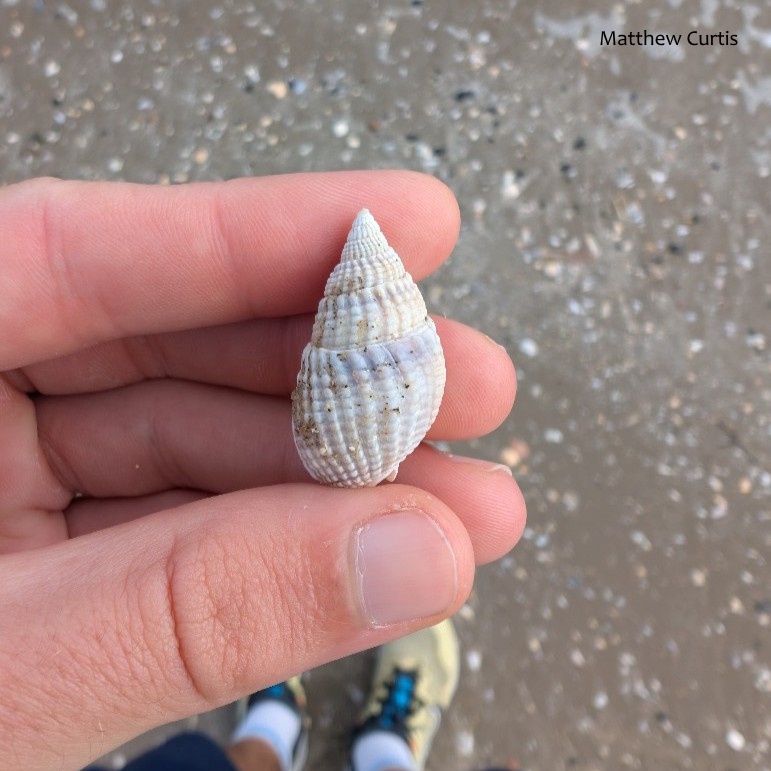 Biodiversity Ireland tweet media