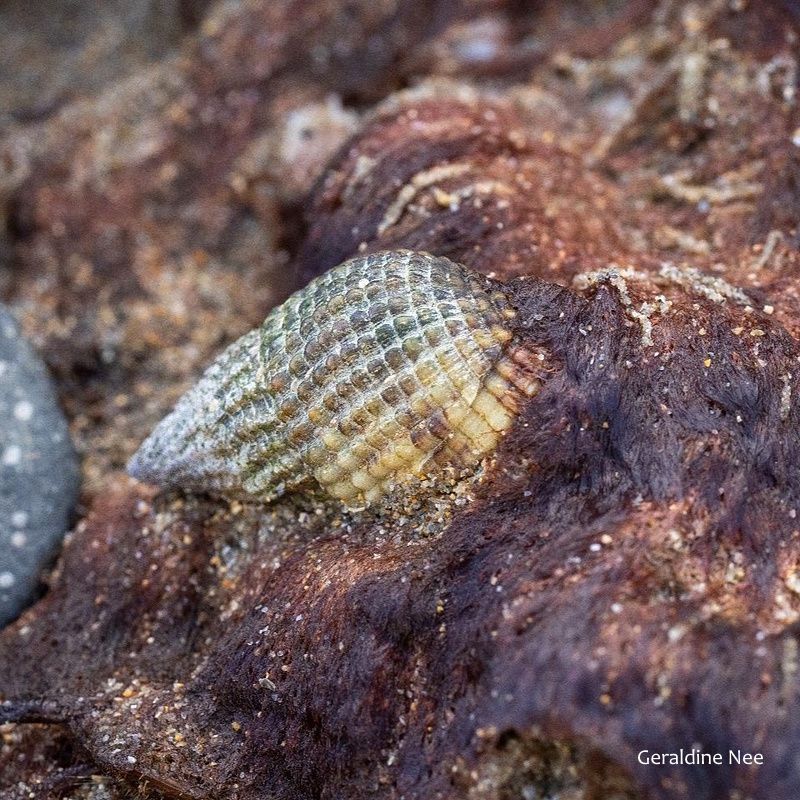 Biodiversity Ireland tweet media