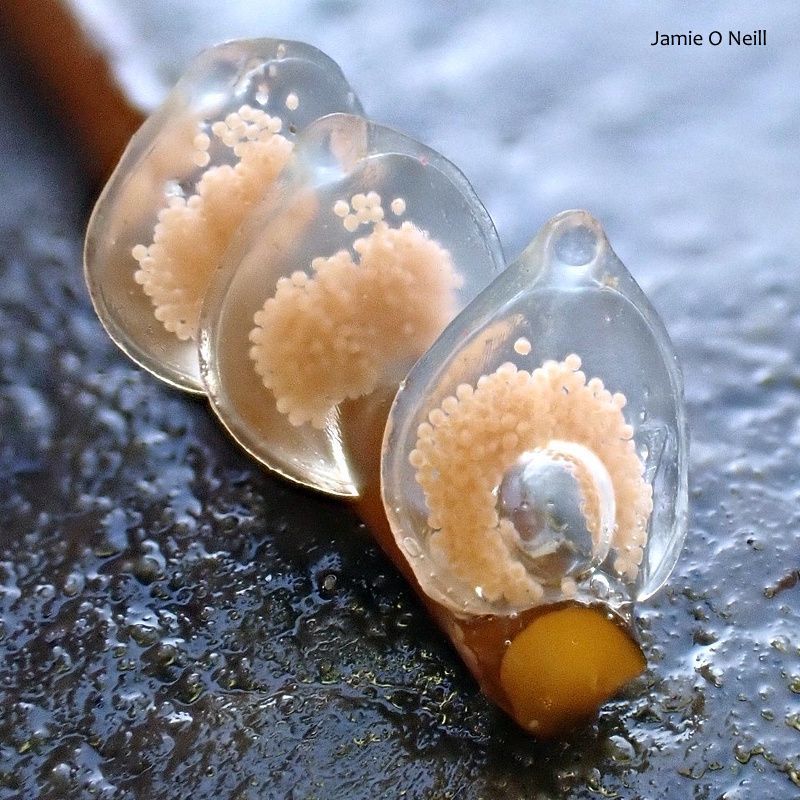 Biodiversity Ireland tweet media