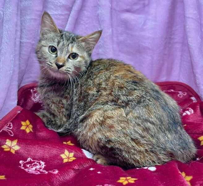 しあわせにゃんこ (@shiawasenyan_22) / Posts / X