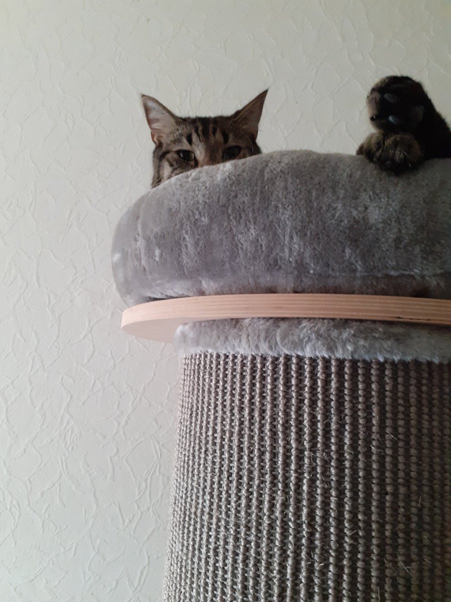 Look at this handsome boy Findus peering at me from above in his bed...hes such a sweet boy we love him soo much 😍🥰😘😻🩷  #CatsOfTwitter  #CatsOfX  #Caturday  #catlover