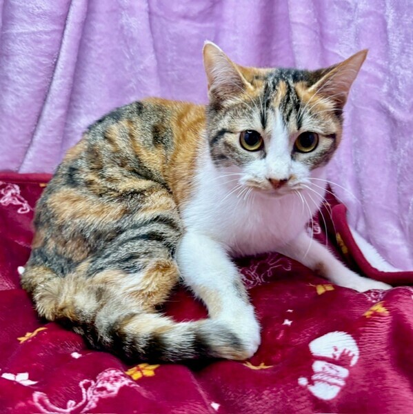 しあわせにゃんこ (@shiawasenyan_22) / Posts / X