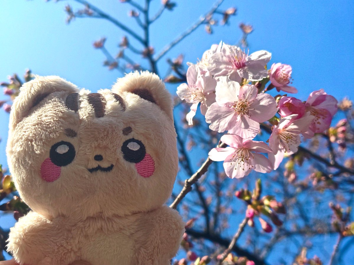 MEGU (@MEGU_hanahaze) / Posts / X