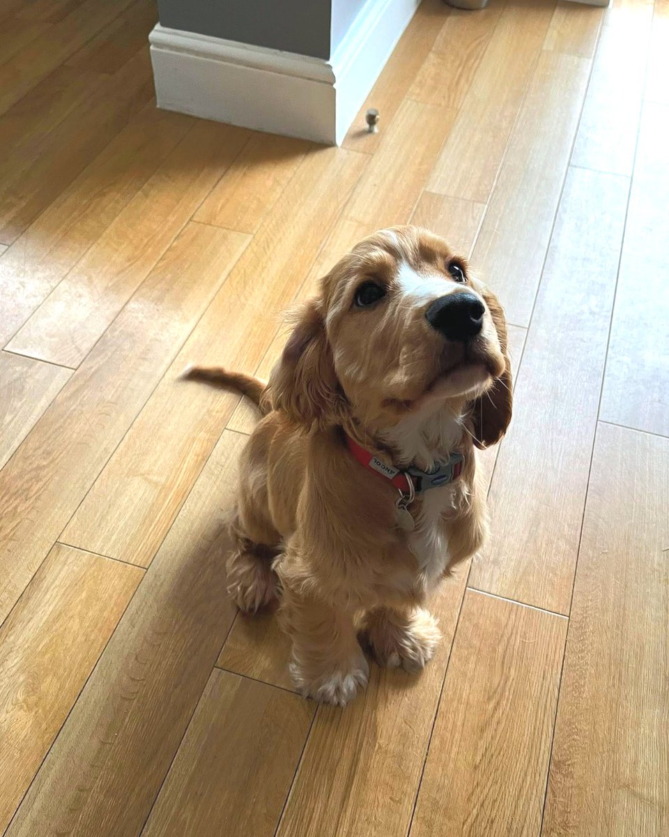 Good morning from adorable Aston 🐶

In the early stages of his hearing dog training, he's been doing a super job working on his 'Sit' and 'Wait', perfecting those perfect puppy dog eyes, and having lots of fun posing for the camera.

Keep it up Team Aston 🐾🥰