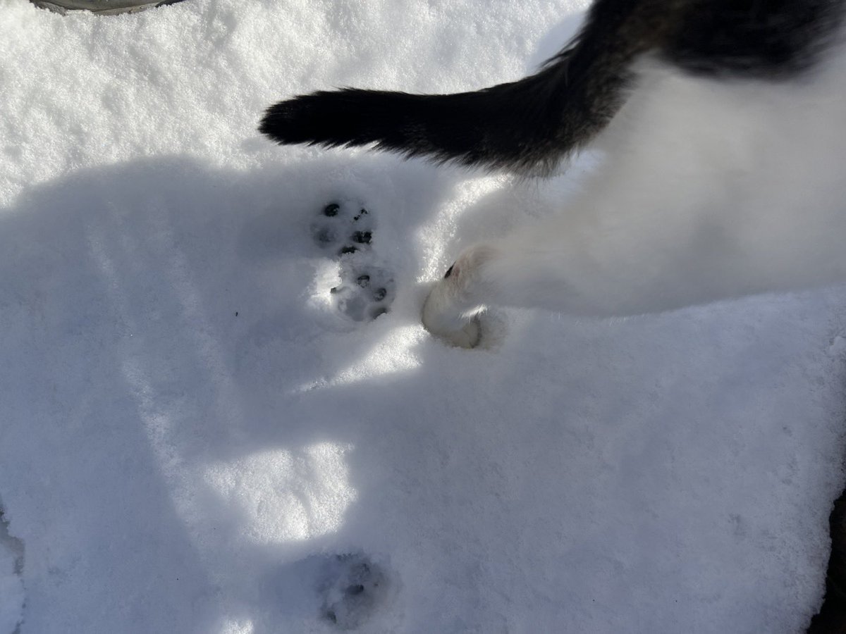 うさねこ (@rabbicat_neko) / Posts / X