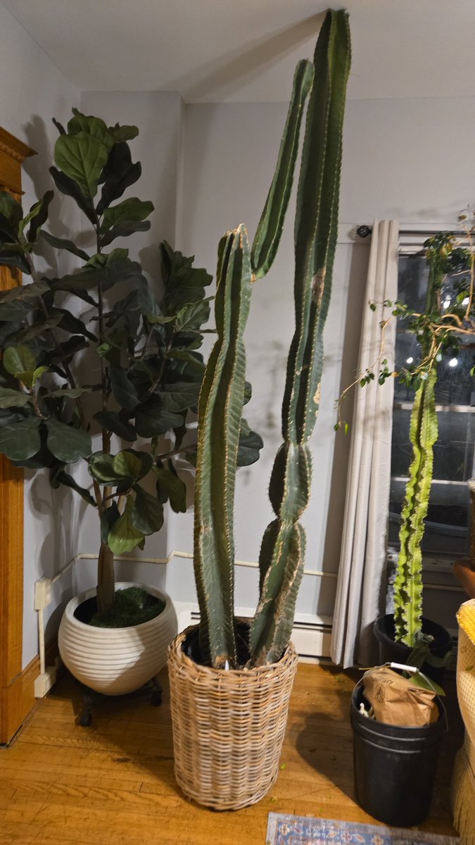 Tu BLOOM tweet media